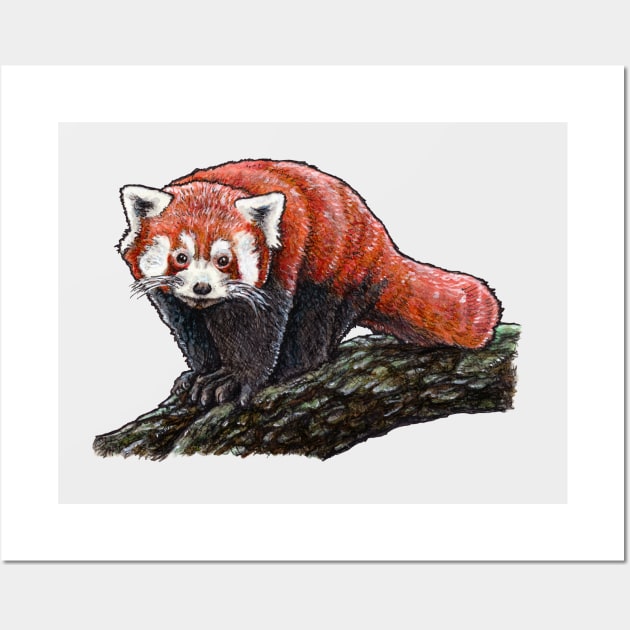 RED PANDA Wall Art by PaddlesworthDraws